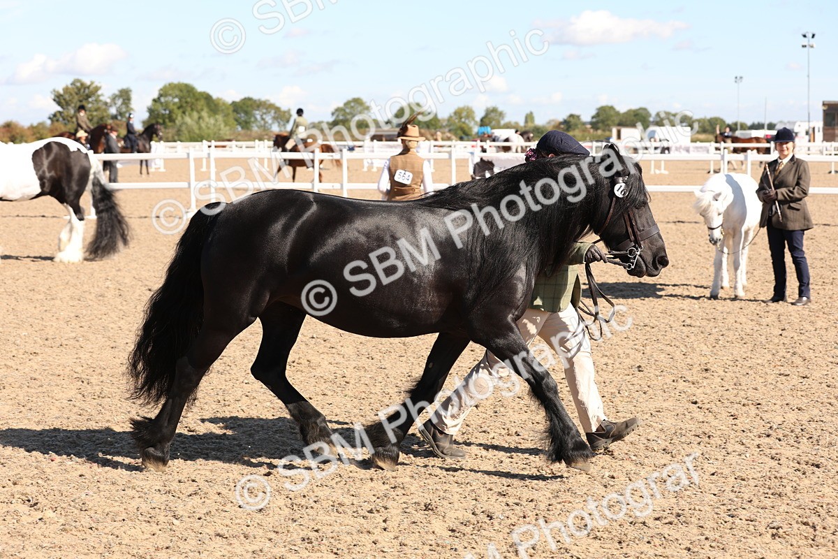 SBM_12949 - Class 206 - IH Non Show Type Pony