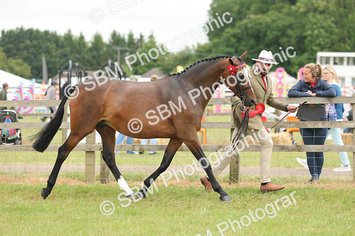 SBM_05544 - Class 68-73 - Riding Pony Breeding