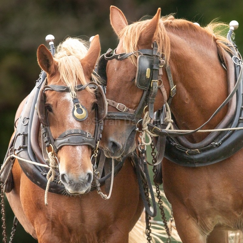 Heads Together SD 2563 - Greeting Cards