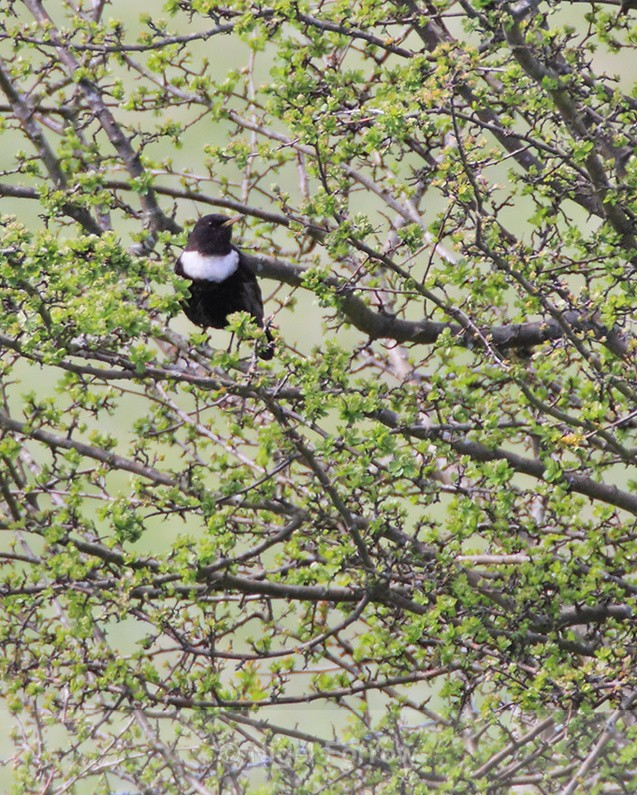 Ring Ouzel perched in a hawthorn bush at Linkey Down - Ring Ouzel
