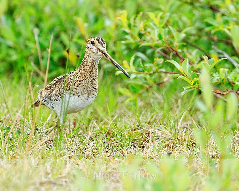 Snipe emerges from undergrowth, Iceland - Snipe