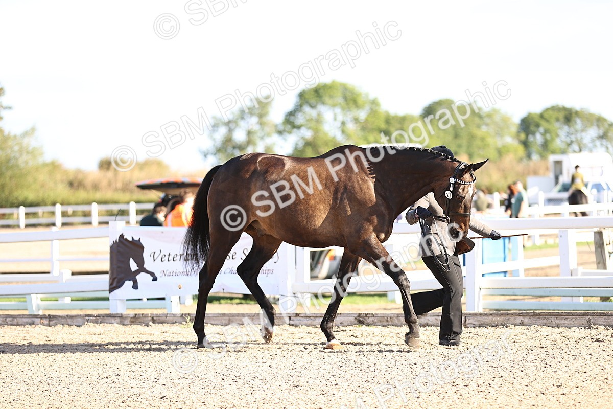 SBM_08312 - Class 401 - IH Veteran Horse