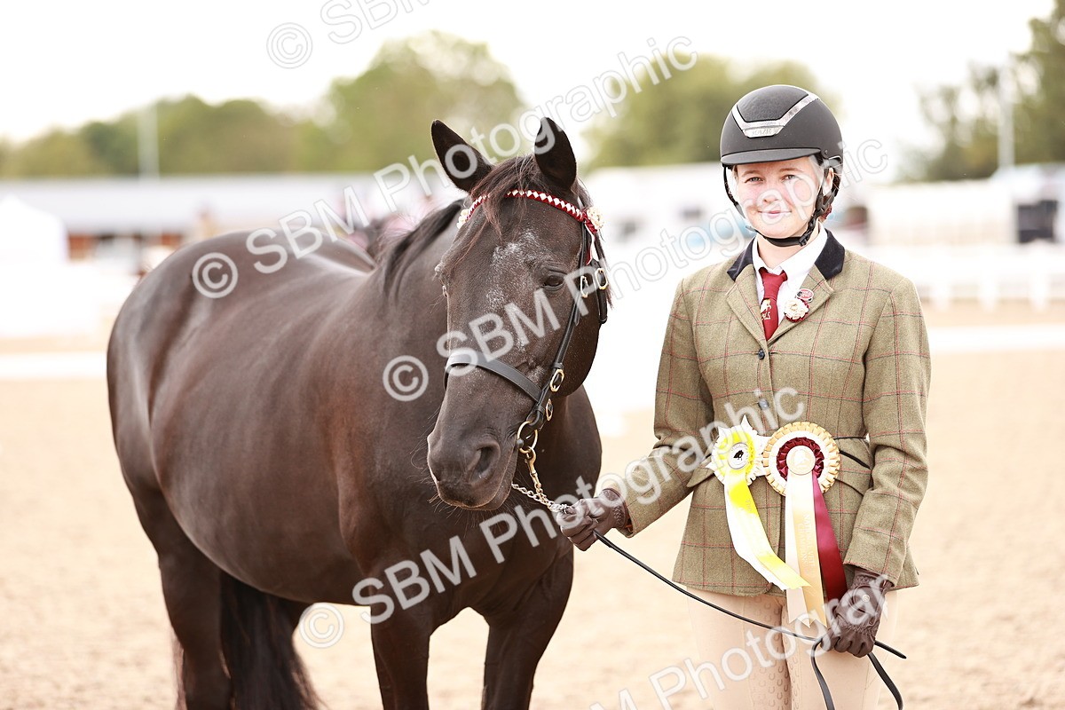 SBM_16154 - Class 411 - Prettiest Mare - (IH or Ridden Adult)