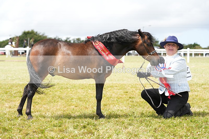 DSC06657 - Miniature Horse Championship