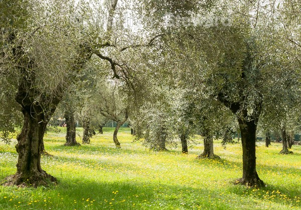 Sirmione - grotto area-5 - Lake Garda, Verona and Venice