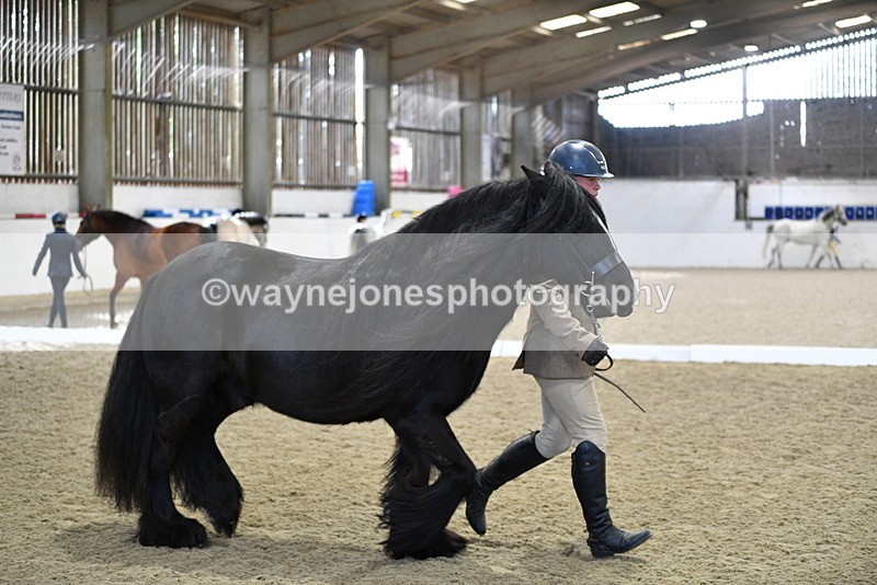 WJ5_4264 - Class 6 In hand M&M - Large Breeds