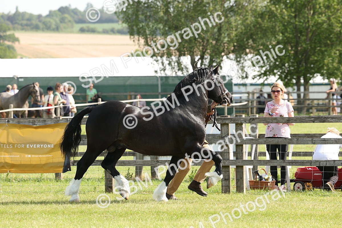 SBM_02092 - Class 6-13 - Mountatin and Moorland In Hand Welsh Breeds