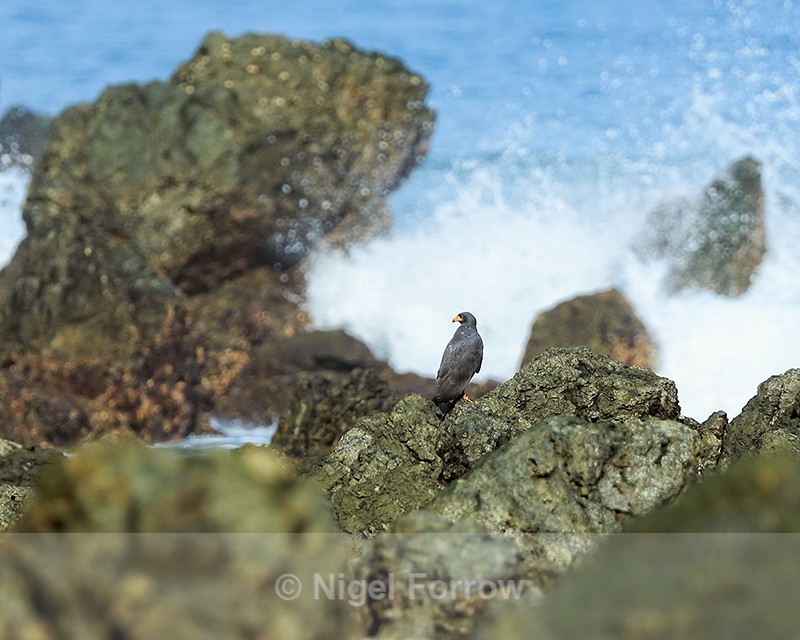 Common Black Hawk, Casa Corcovado, Costa Rica - Common Black Hawk