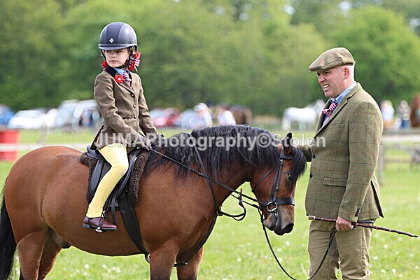 IMG_2327 - Working Hunter