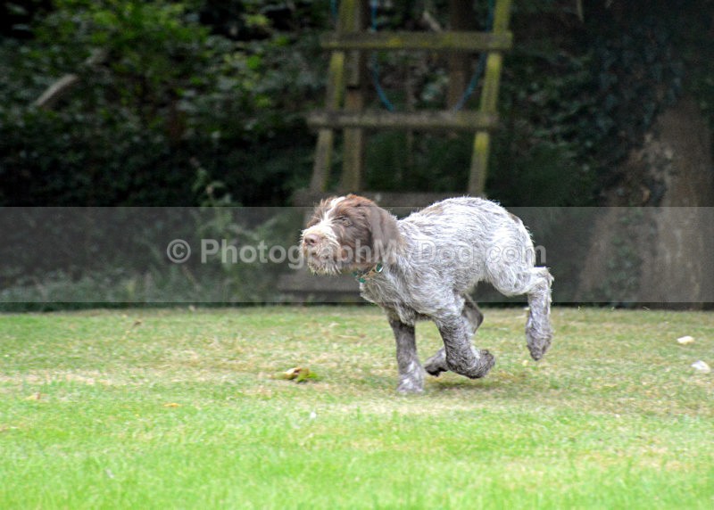  - Korthals Griffons