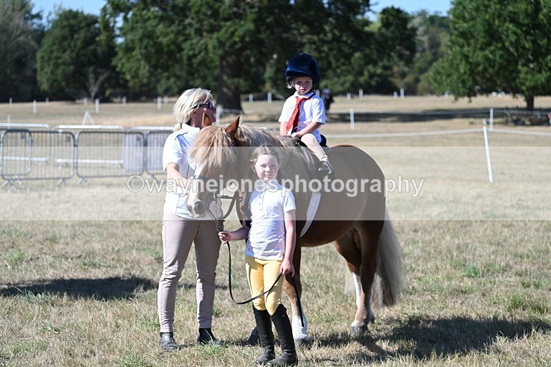 WJ7_1629 - Class 42 Most Handsome Gelding