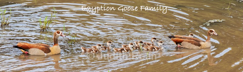  - South Africa Birds and Mammals