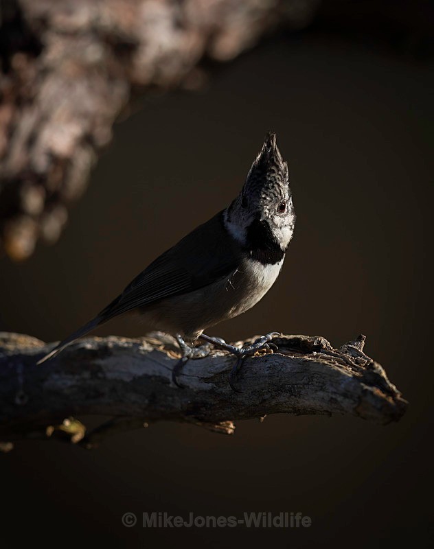 CRESTED TIT 5 - New