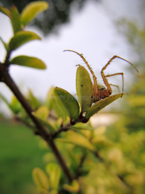  - Insects & Snails, Great Britain