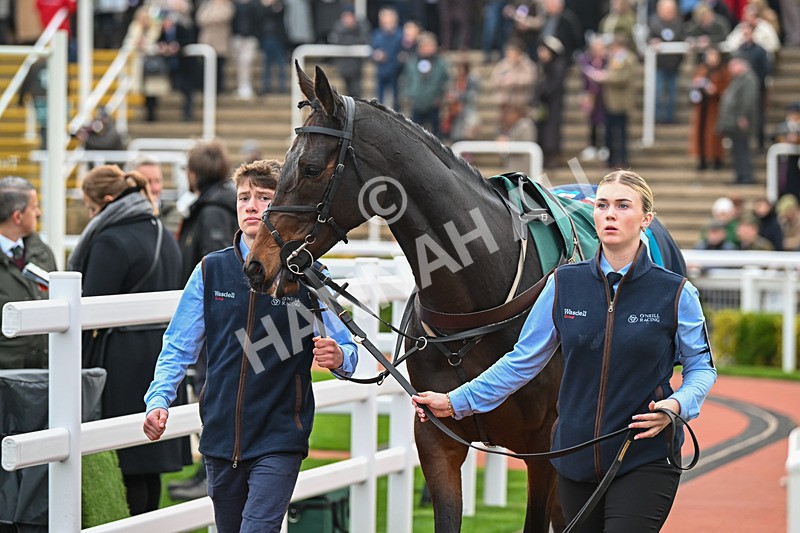 161124-Race 5-Paddock-Itso Fury-0639 - Race 5