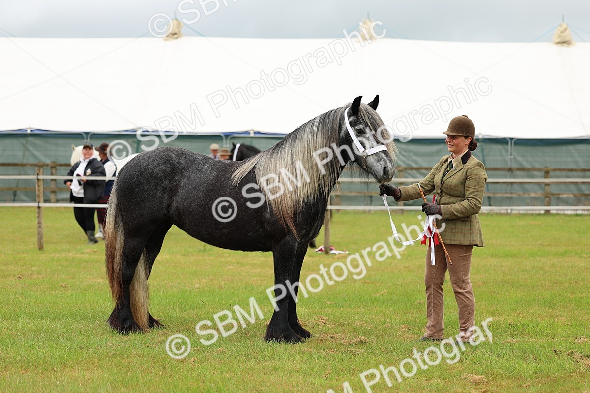 SBM_00434 - Class 58-67 - M&M Non Welsh Pony In hand