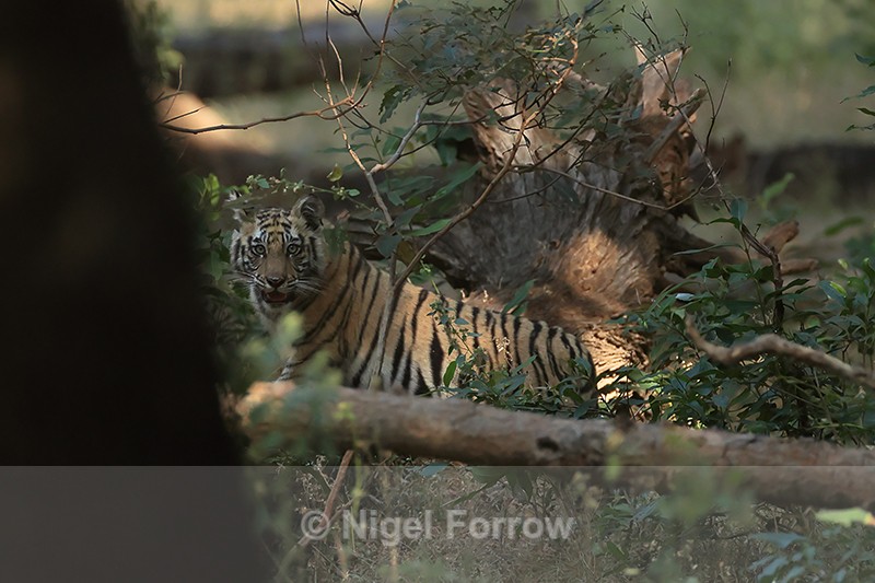 Tiger cub deep in forest, Bandhavgarh, Madhya Pradesh, India - Tiger