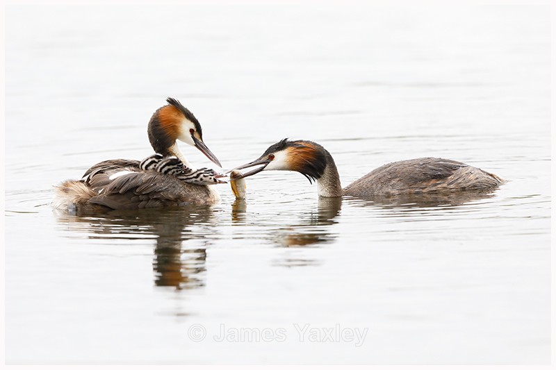 Great Crested Grebe feeding Young  - Latest Work