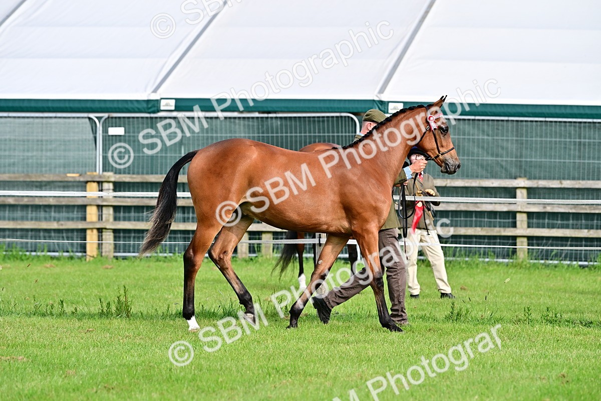 SBM_00069 - Class 46-49 - Arab and Part Bed-Anglo Arab In Hand