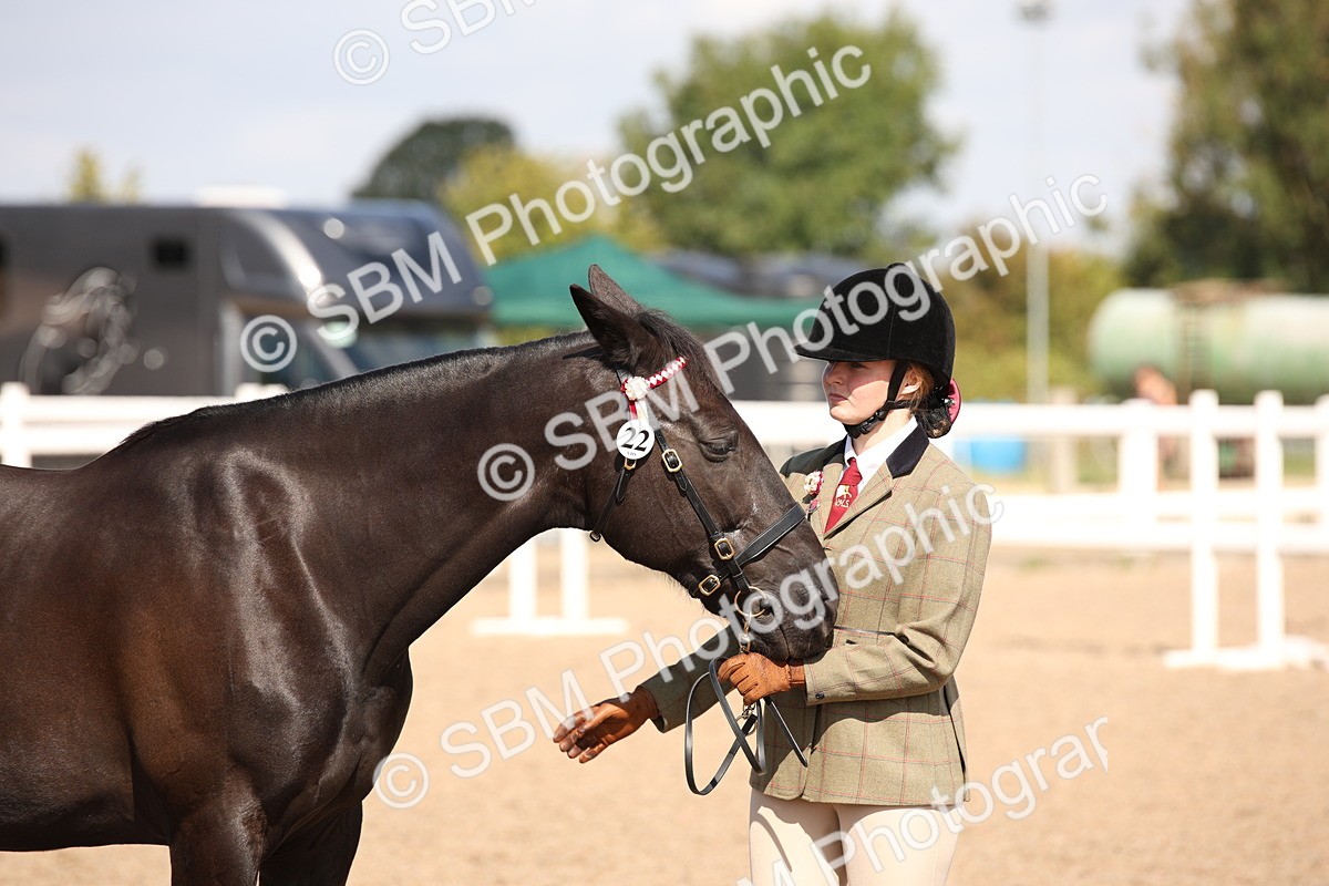 SBM_03044 - Class 17 Prettiest Mare IH or Ridden