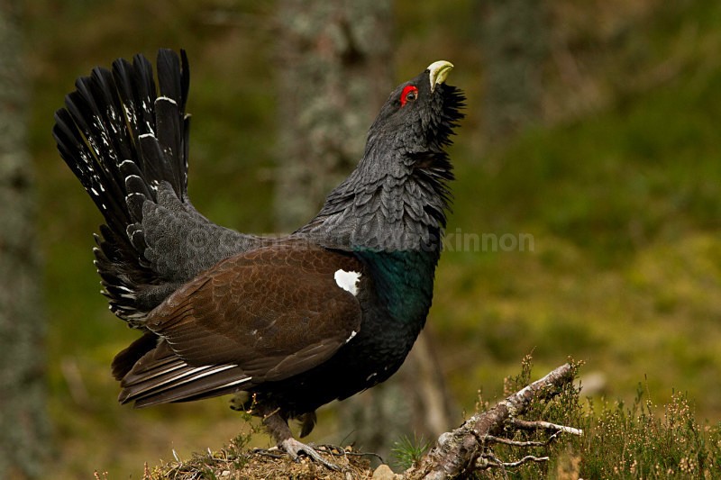 Capercaillie - wild and free