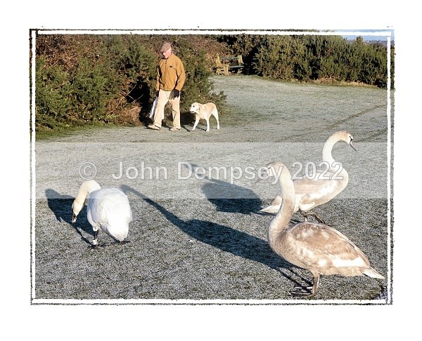 Peaceful Meeting at the Curlie - Walking the Dog