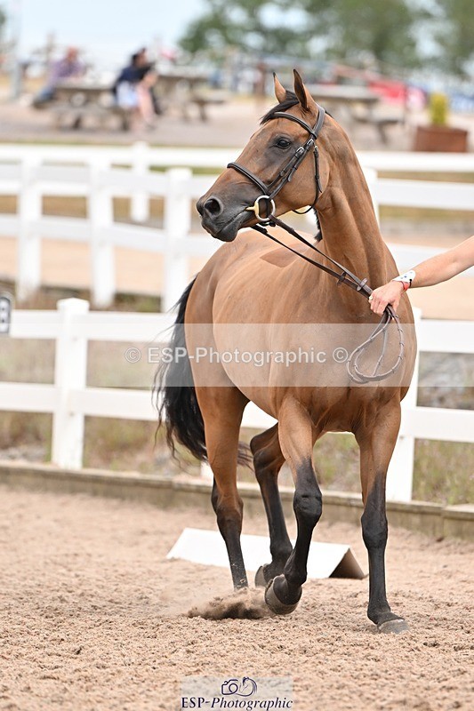 250716-161425-02512 - Trot Up 3.30 to 4.30