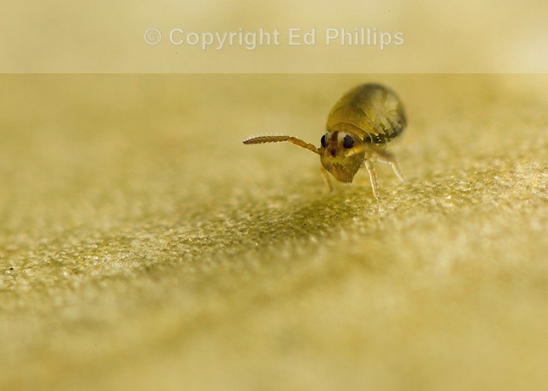 Sminthurinus aureus