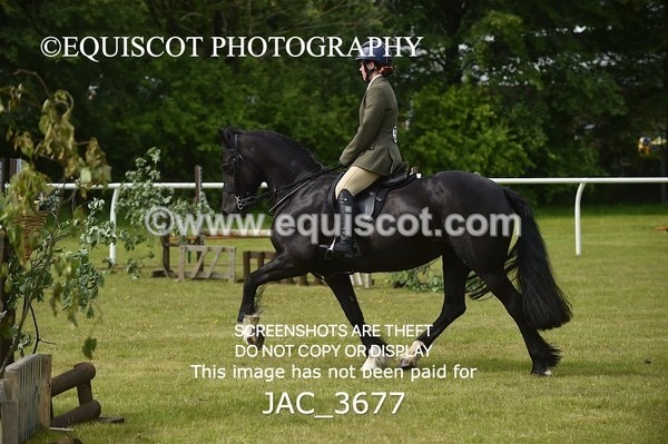 JAC_3677 - 75CM WORKING HUNTER