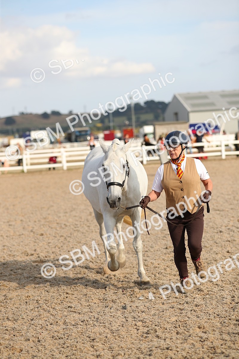 SBM_08655 - Class 28 - IH Veteran Horse