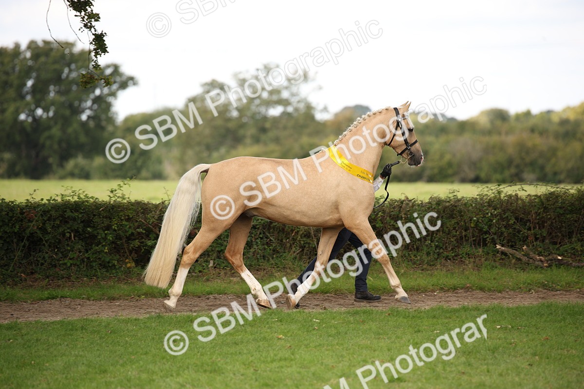 SBM_62915 - In Hand Horse Supreme Championship