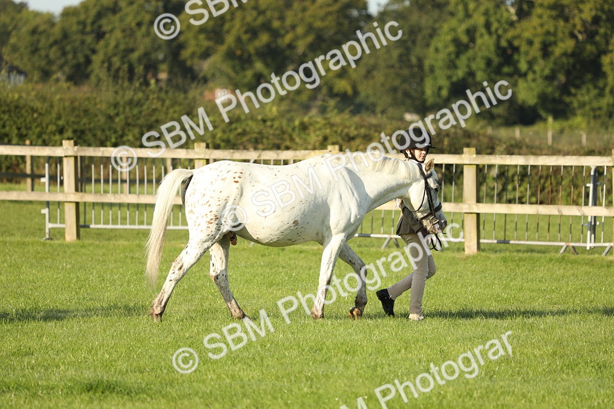 SBM_60813 - S43 - Coloured Pony In Hand