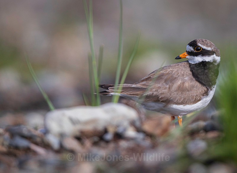 RINGED PLOVER 5 - RINGED PLOVER