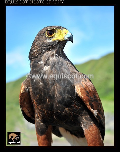 equiscot 1523 - MMi - Clan Wallace Movie Mercenaries International