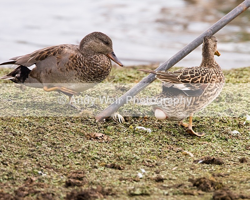 20080518-WE 009 - Woolston Eyes Nature Reserve