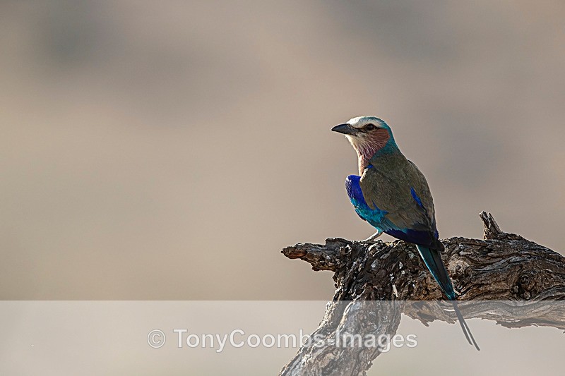 Lilac-breasted Roller - Lewa ~ Birds