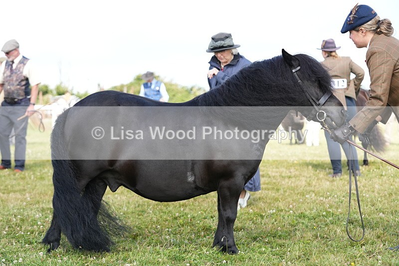 DSC05324 - Class 49: NPS Shetland 4 years and over