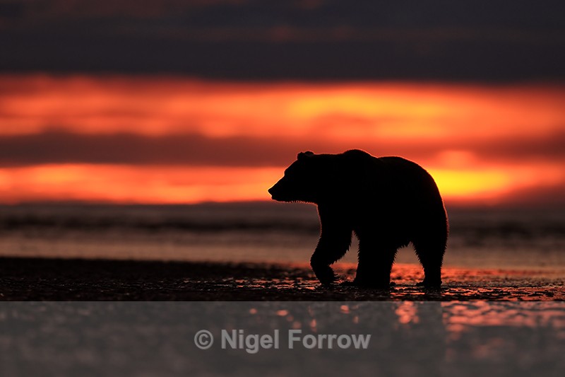 Grizzly Bear dawn on beach, Lake Clark NP, Alaska - Brown Bear
