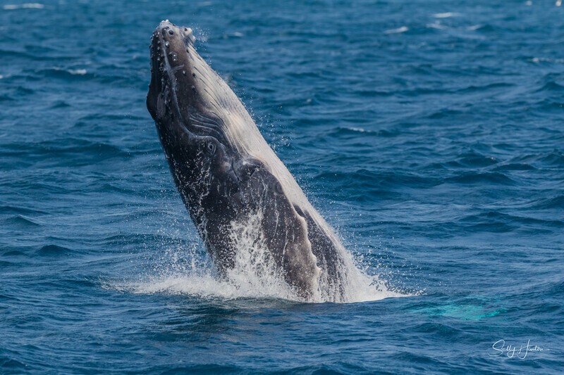 Baby Breach 1.  0A3A9899 - 2025 Whales