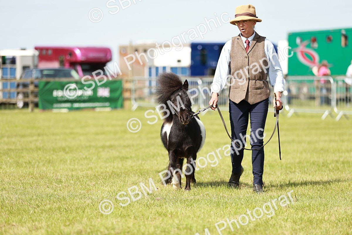 SBM_01872 - Class 14-23 - Mountain & Moorland In Hand Non Welsh
