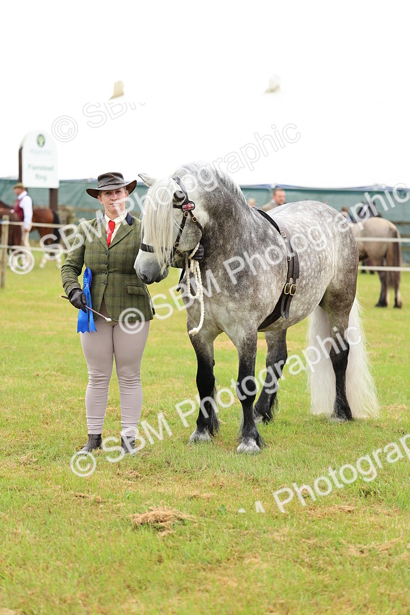 SBM_00575 - Class 58-67 - M&M Non Welsh Pony In hand