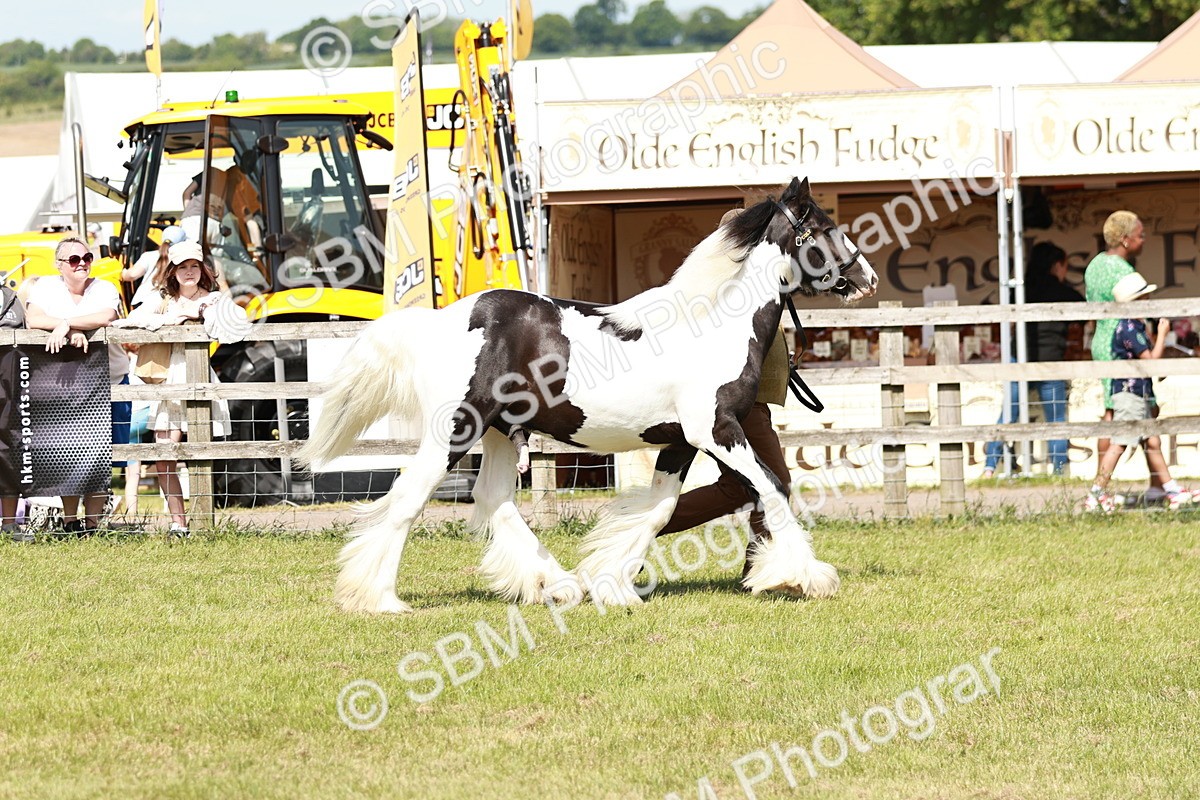 SBM_08561 - Class 63-65 - Traditional Gypsy Cobs In Hand & Ridden