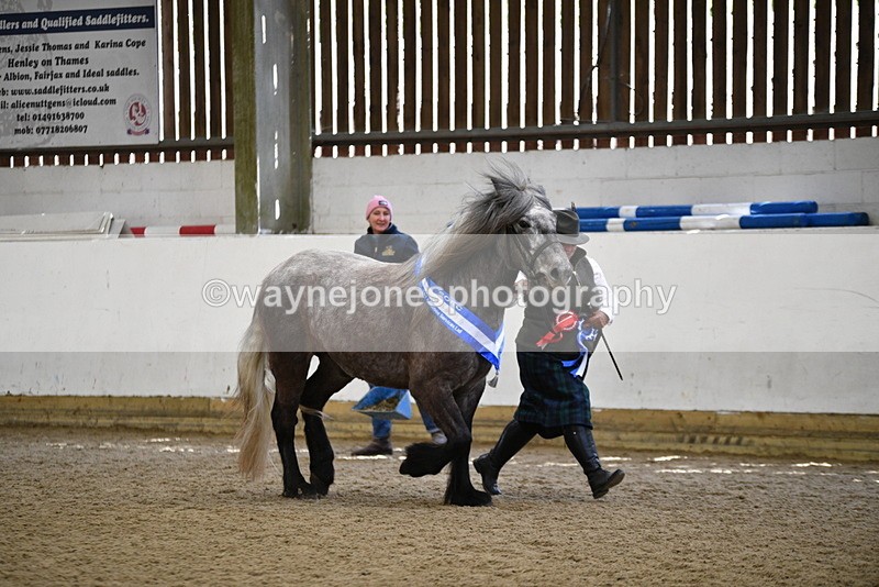 WJ5_5881 - Morning in hand Championship