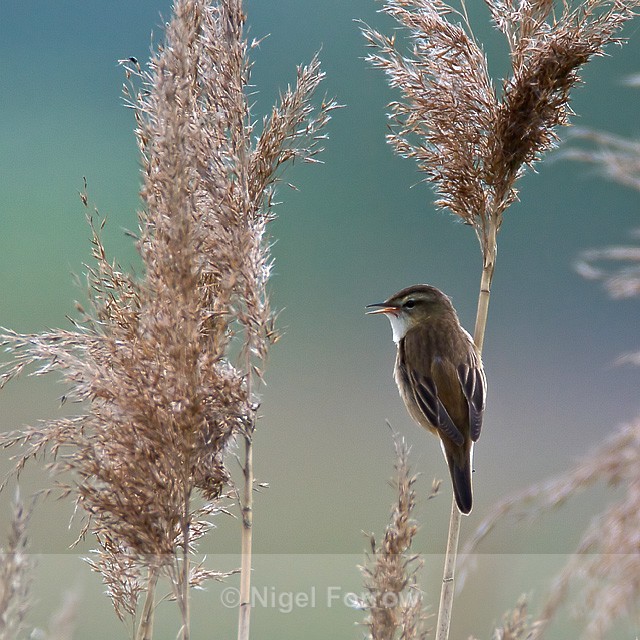 Singing Sedge Warbler on reed - Sedge Warbler