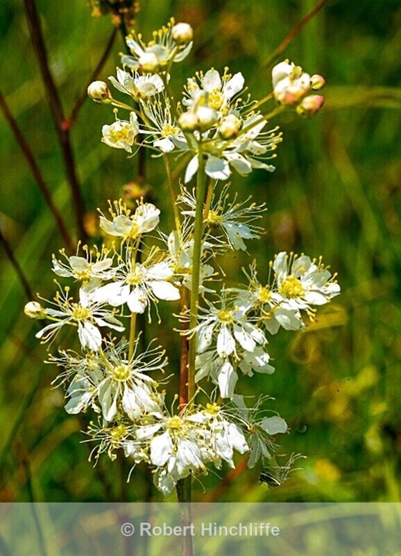 Chalk Fragrance - United Kingdom