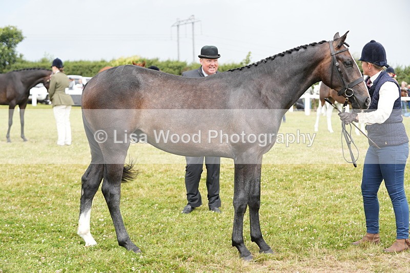 DSC06169 - Class 54: Hunter/Riding Horse/Hack 1 & 2 yr olds