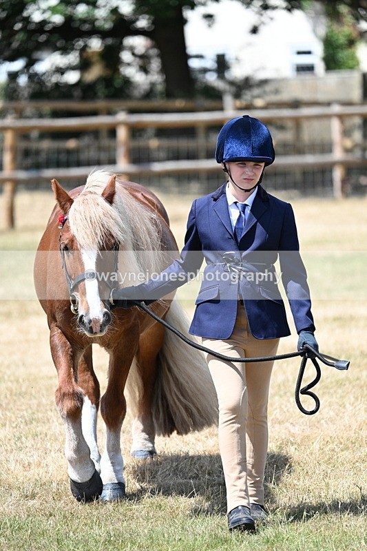 WJ7_2231 - Class 5 Most Handsome Gelding (up to 14.2hh) in hand