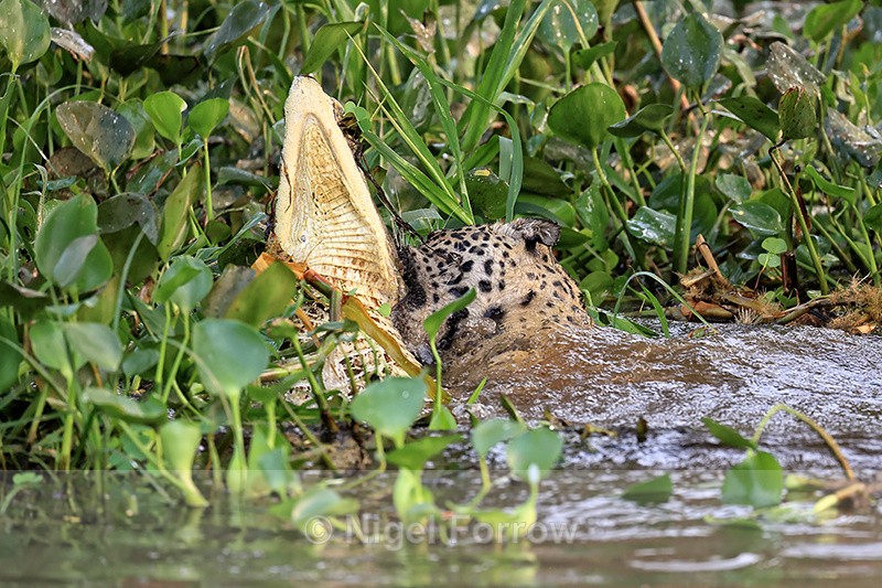 Jaguar hunting sequence (frame 4):  Wrestling with Caiman in water - Jaguar