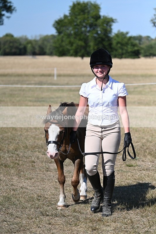 WJ7_1560 - Class 42 Most Handsome Gelding