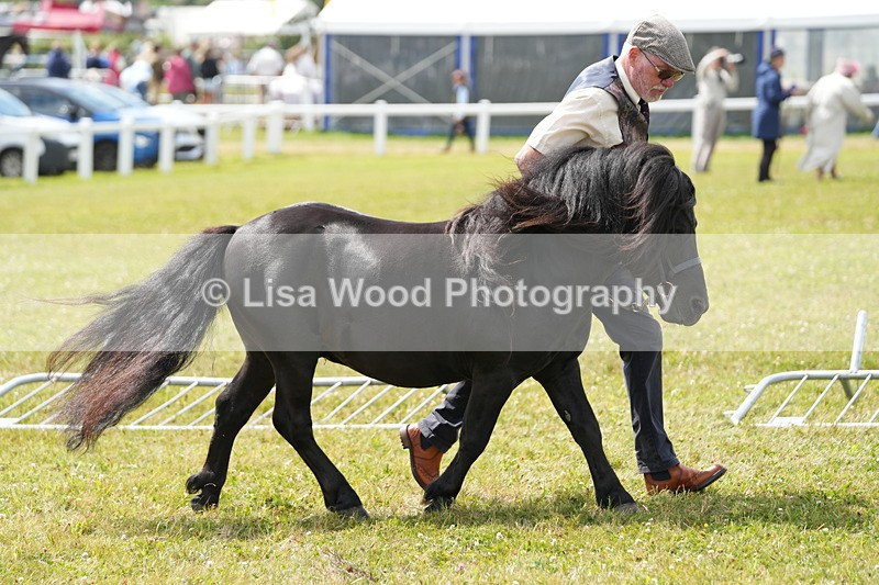 DSC05903 - NPS M&M In Hand Championship